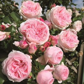 Giardina ružičasta ruža penjačica