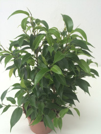 Ficus benjamina 'Natasja'