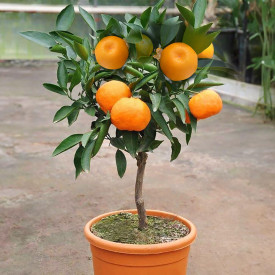 Mandarina Satsuma