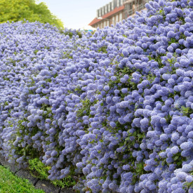 Ceanotus Blue Mound