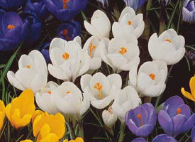 Bijeli šafran sa velikim cvijetom (20)