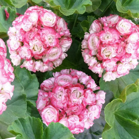 Pelargonija 'Apple Blossom' (3)