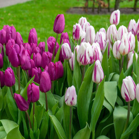 Tulipani Prince Brothers (12)