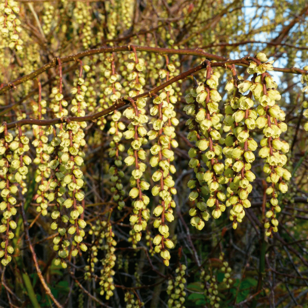 Stahijurus 'Celina'