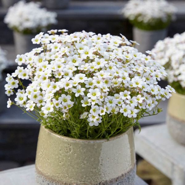 Saxifraga Pixi Pan bijela