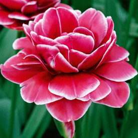 Tulipan Dream Touch (10)