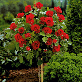 Crvena ruža - visokostablašica