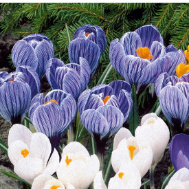Šafran sa velikim cvijetom, plavo-bijeli (20)