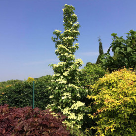 Stupasti japanski drijen Flower Tower