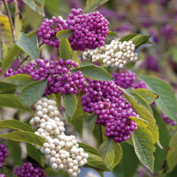 Callicarpa Duo