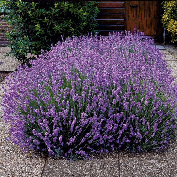 Lavanda - ljubičastoplava (3)