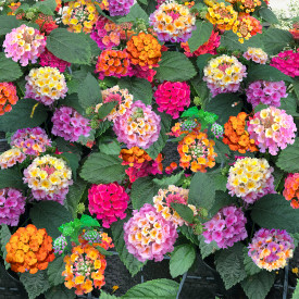 Lantana Multicolor (3)