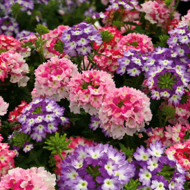 Verbena Hurricane Rose & White (3)