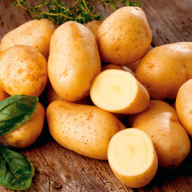 Krumpir Gala 2,5 kg